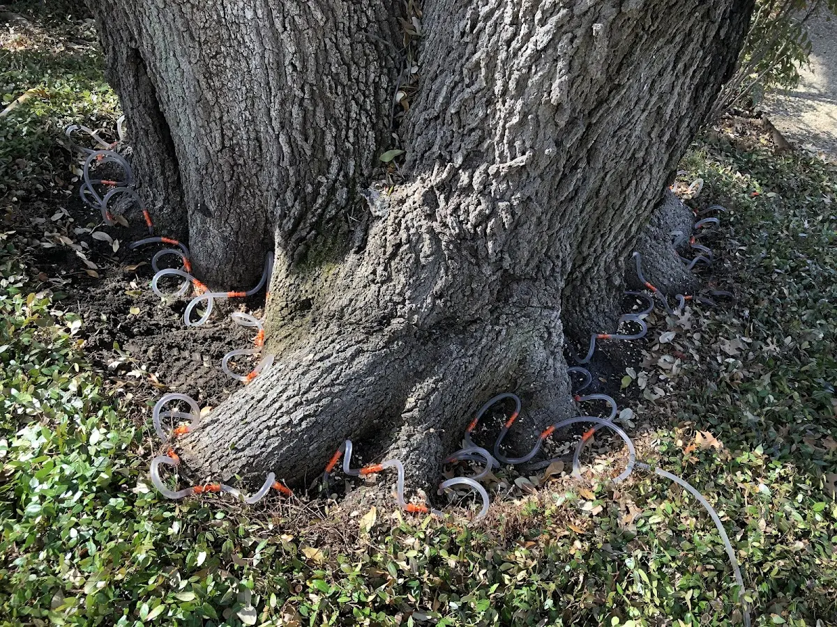 Detailed Tree Cabling and Bracing job site in Holbrook