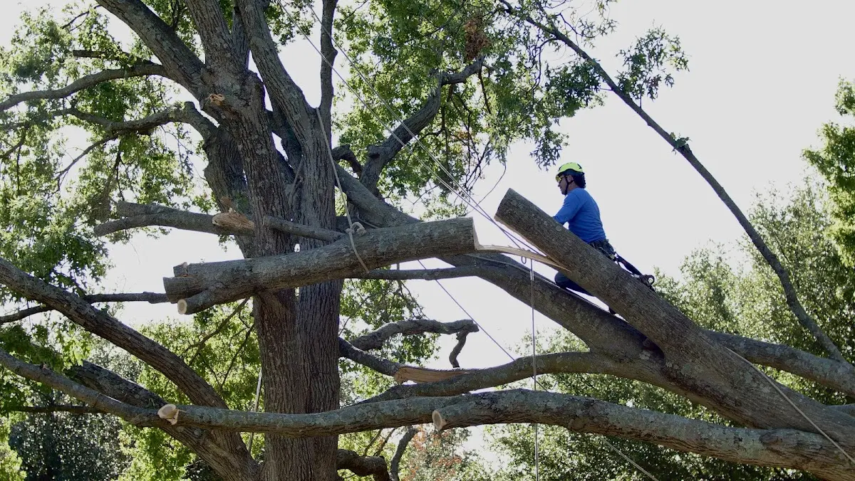 Professional Crown Thinning performed by certified arborists in Holbrook
