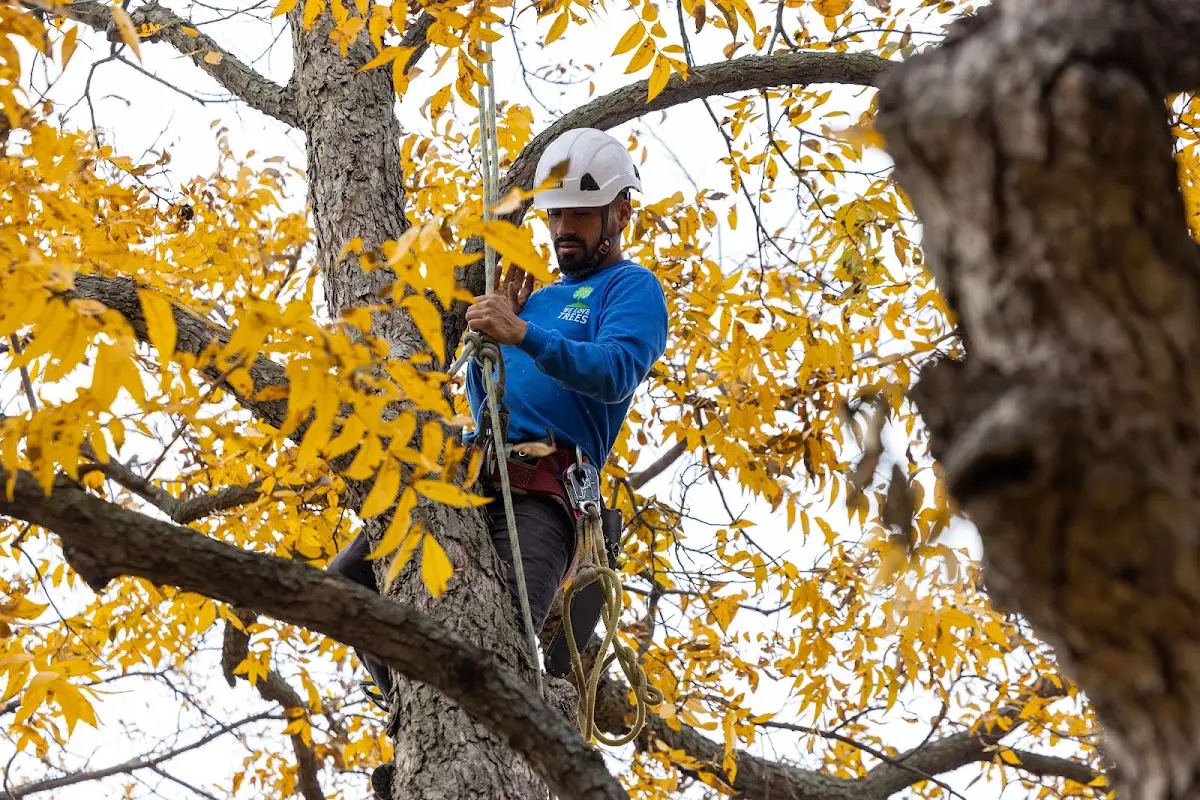 Skilled Tree Trimming crew working in Holbrook